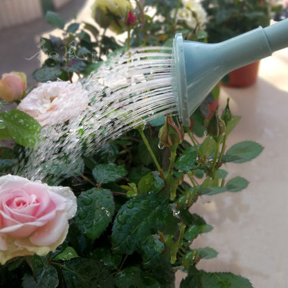Watering Can for Indoor Plants